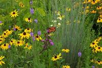 Food and habitat for Pollinators